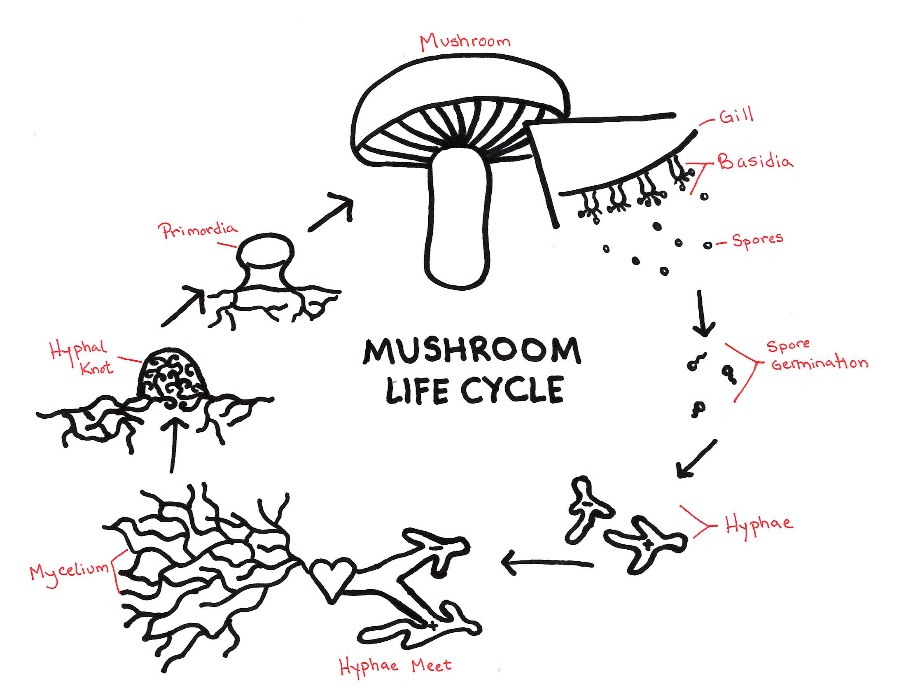 mushroom-life-cycle