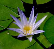 Blue Lotus of the Nile, Blue Water Lily (Nymphaea caerulea)