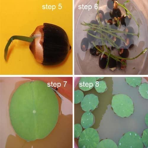 How to grow Blue Lotus 02