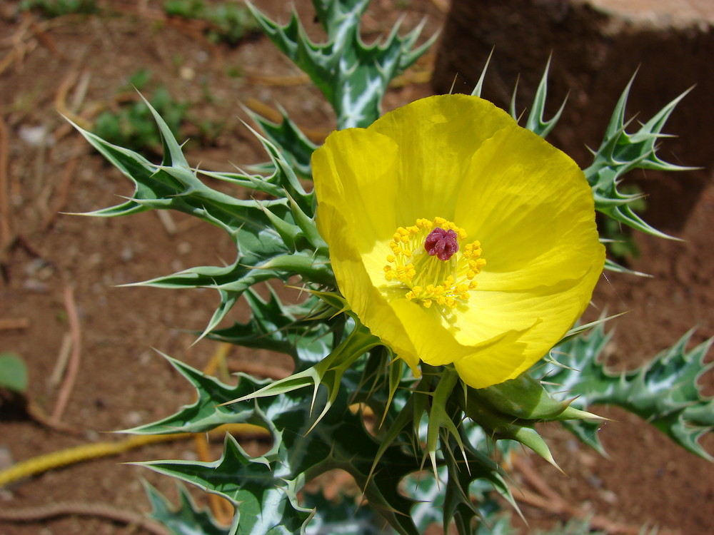Prickly Poppy (Argemone mexicana or cardosanto)