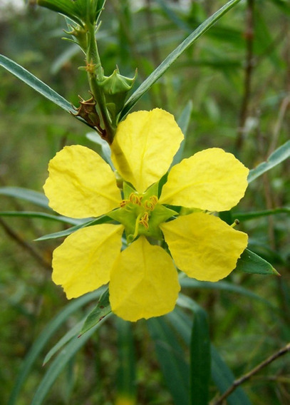 Sinicuichi (Heimia Salicifolia)