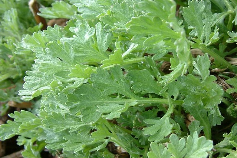 Wormwood Herb (Artemisia Absinthium)