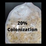 colonization