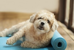 Yoga mat covered in pet hair