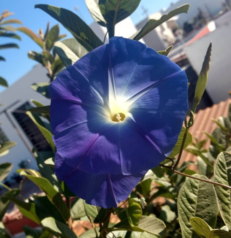 heavenly blue morning glory blossoms