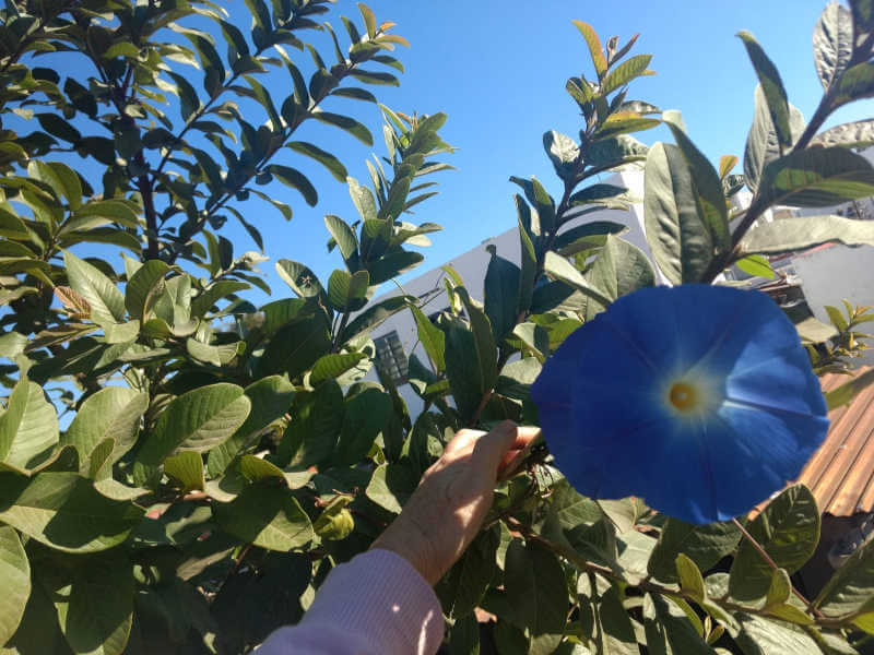 morning glory flower blooming in my tree