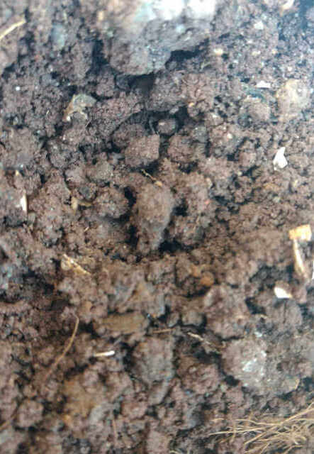 morning glory seeds covered in dirt